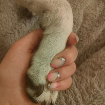 Read more about the article Does my dog love me?