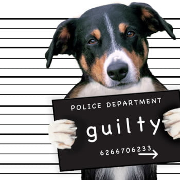 Read more about the article Do dogs feel guilt?