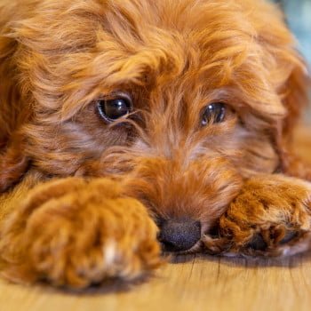 Read more about the article Do animals experience grief?