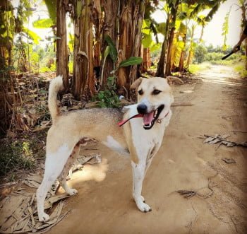 Read more about the article Should I adopt an imported rescue dog?