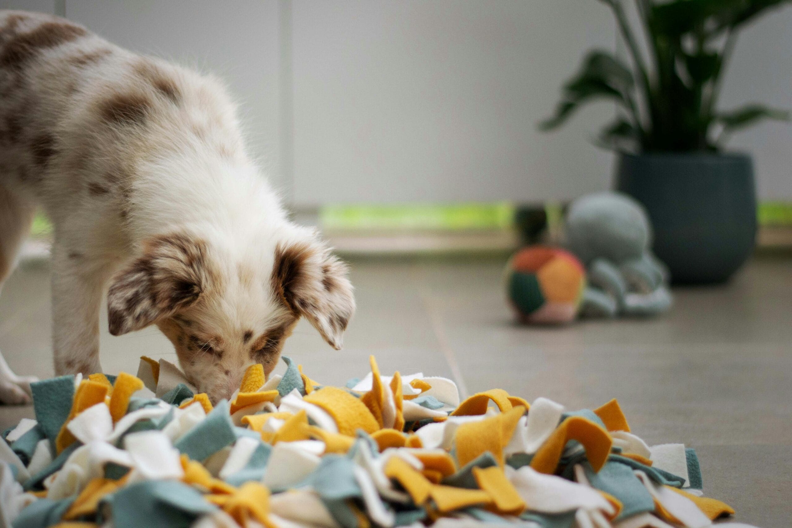 Read more about the article Why is sniffing so important for dogs?