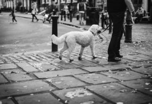 Dog on a lead