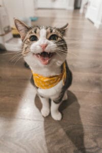 Crazy cat laugh