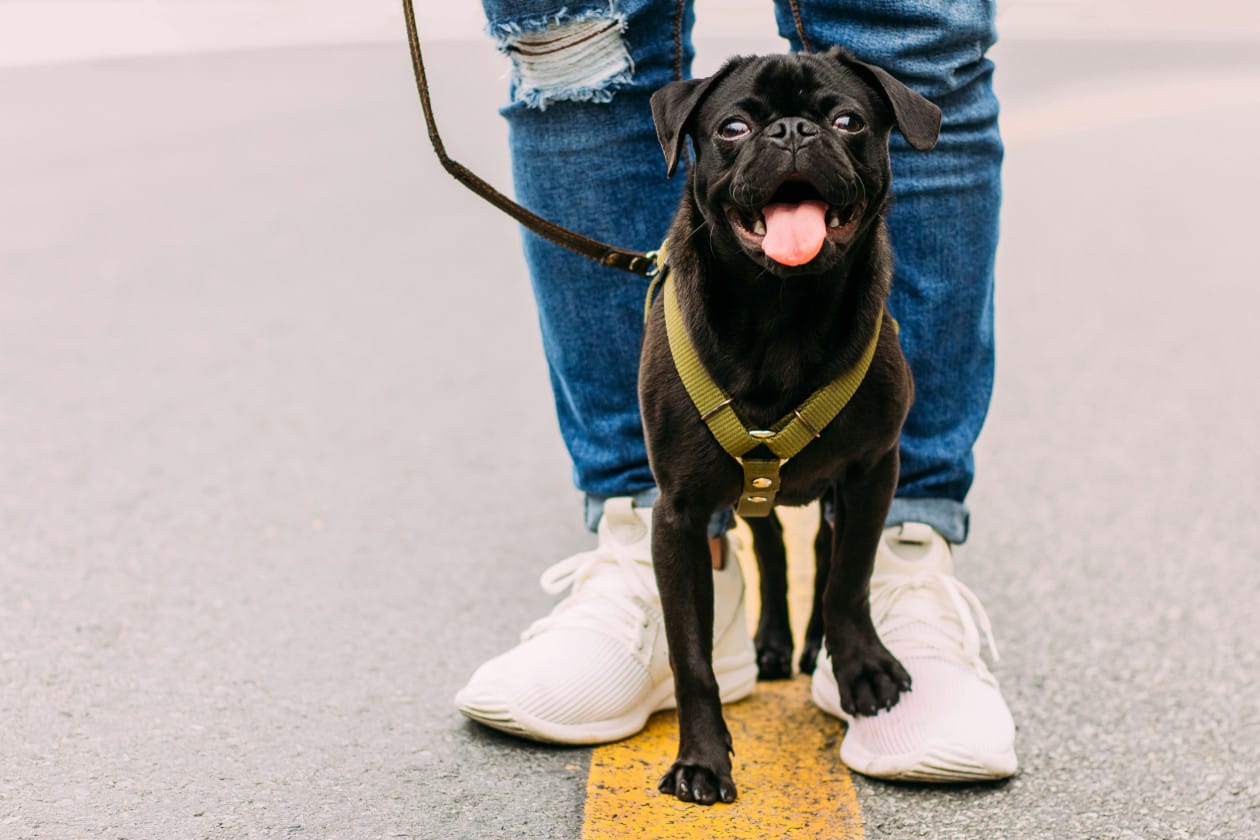 Read more about the article 10 questions to ask before you hire a dog walker