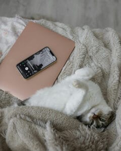 Cat and mobile phone