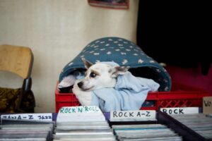 Dog under blanket