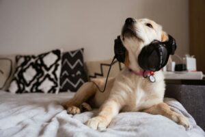 Dog with headphones
