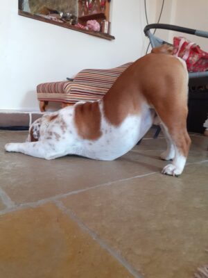 Bulldog doing yoga